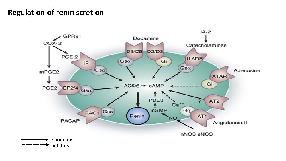 Regulation of renin scretion stimulates inhibits 