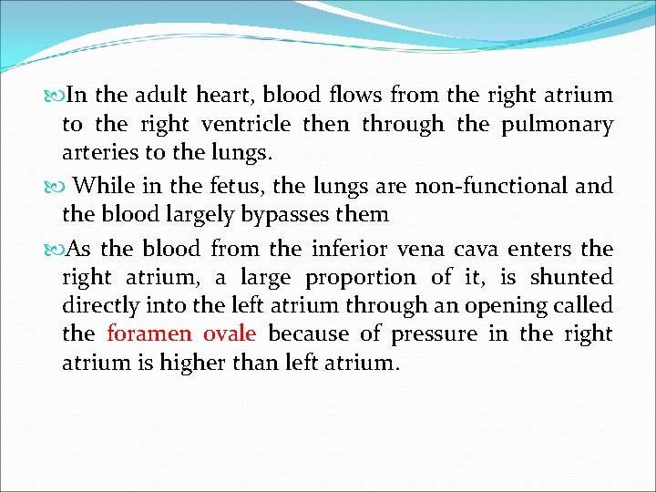  In the adult heart, blood flows from the right atrium to the right