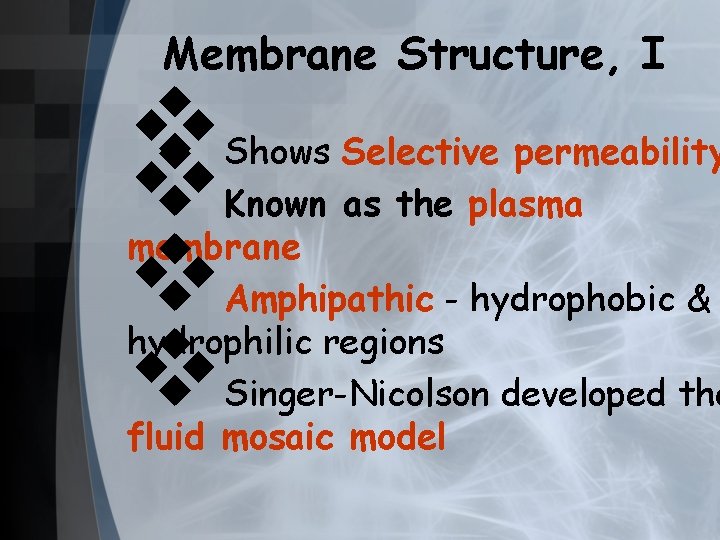 Membrane Structure, I v v Shows Selective permeability Known as the plasma membrane Amphipathic