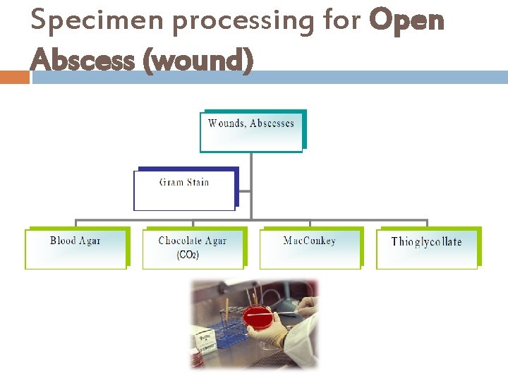 Specimen processing for Open Abscess (wound) 