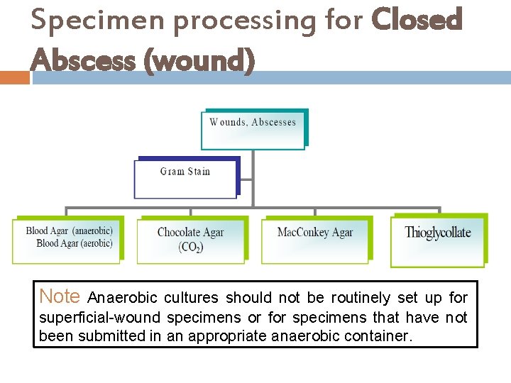 Specimen processing for Closed Abscess (wound) Note Anaerobic cultures should not be routinely set