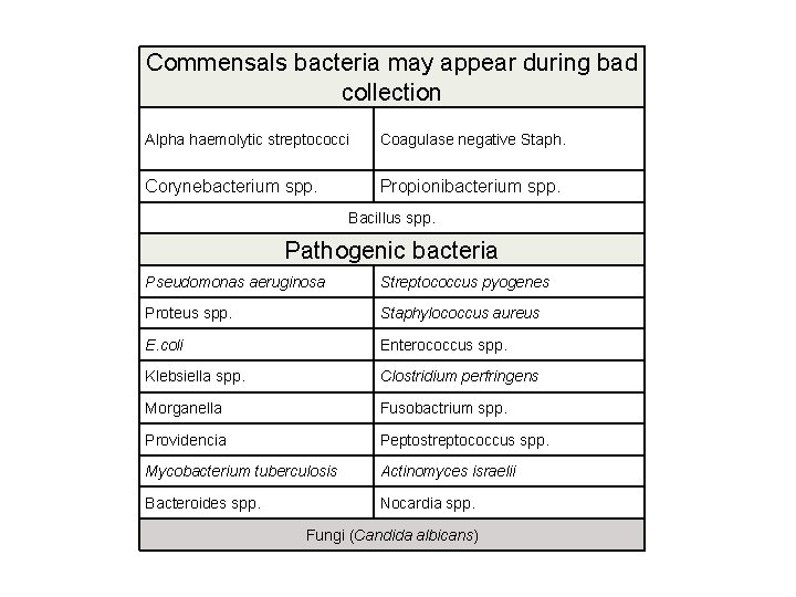 Commensals bacteria may appear during bad collection Alpha haemolytic streptococci Coagulase negative Staph. Corynebacterium