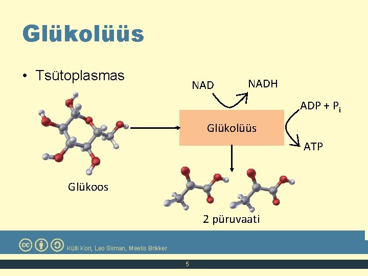 Glükolüüs • Tsütoplasmas NADH ADP + Pi Glükolüüs ATP Glükoos 2 püruvaati Külli Kori,