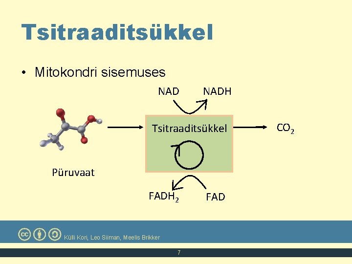 Tsitraaditsükkel • Mitokondri sisemuses NADH Tsitraaditsükkel Püruvaat FADH 2 Külli Kori, Leo Siiman, Meelis