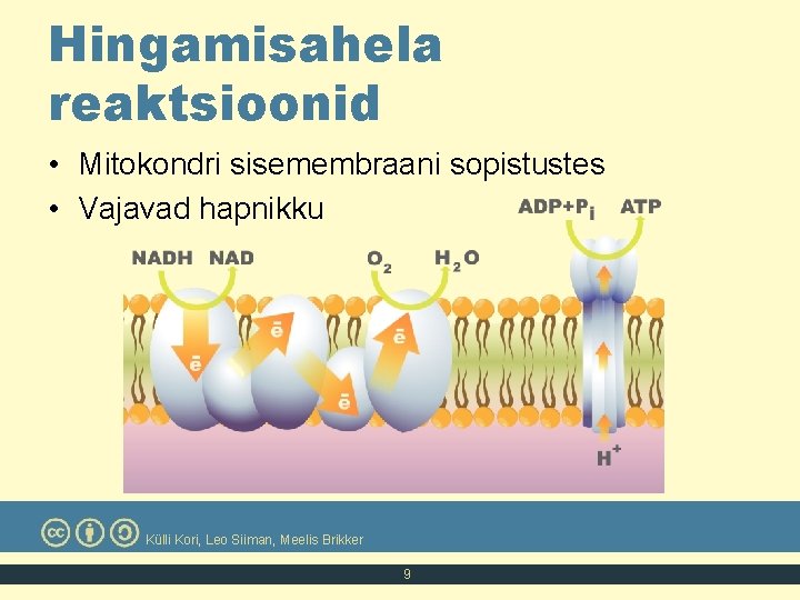 Hingamisahela reaktsioonid • Mitokondri sisemembraani sopistustes • Vajavad hapnikku Külli Kori, Leo Siiman, Meelis