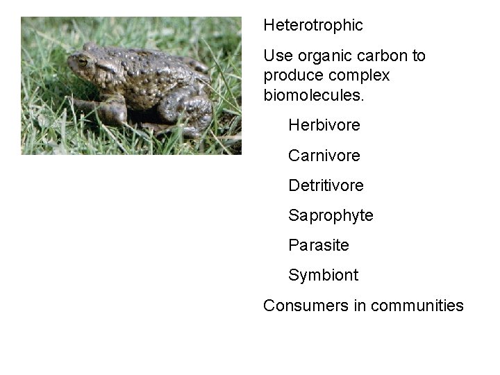 Heterotrophic Use organic carbon to produce complex biomolecules. Herbivore Carnivore Detritivore Saprophyte Parasite Symbiont