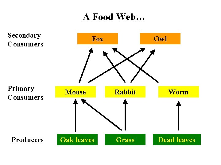 A Food Web… Secondary Consumers Fox Owl Primary Consumers Mouse Rabbit Worm Producers Oak