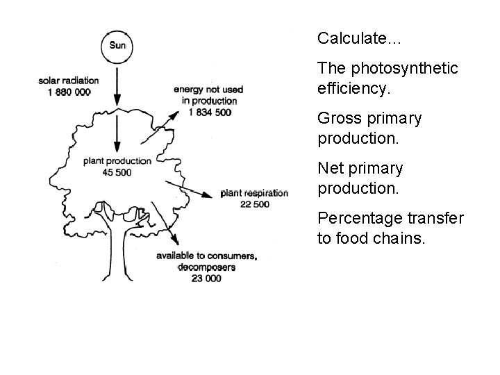 Calculate… The photosynthetic efficiency. Gross primary production. Net primary production. Percentage transfer to food