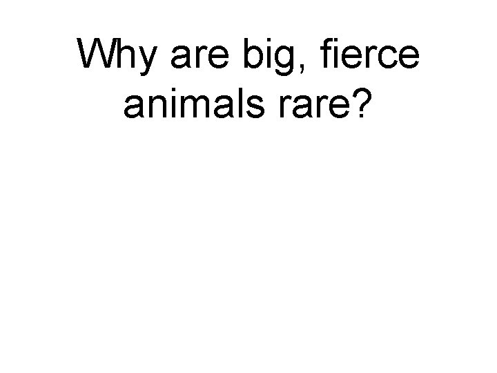Why are big, fierce animals rare? 
