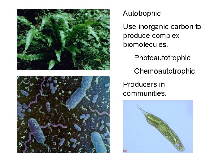 Autotrophic Use inorganic carbon to produce complex biomolecules. Photoautotrophic Chemoautotrophic Producers in communities. 