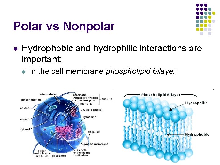 Polar vs Nonpolar l Hydrophobic and hydrophilic interactions are important: l in the cell