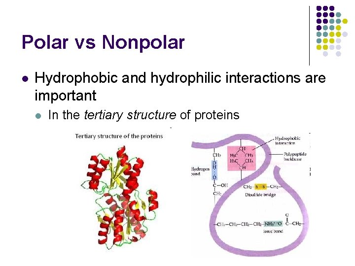 Polar vs Nonpolar l Hydrophobic and hydrophilic interactions are important l In the tertiary