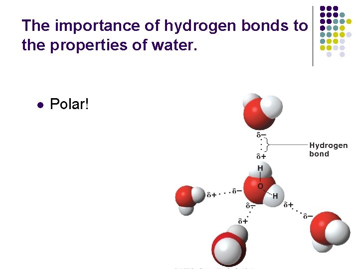 The importance of hydrogen bonds to the properties of water. l Polar! 