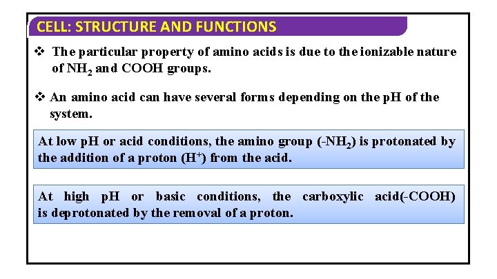 CELL: STRUCTURE AND FUNCTIONS v The particular property of amino acids is due to CELL: STRUCTURE AND FUNCTIONS v The particular property of amino acids is due to