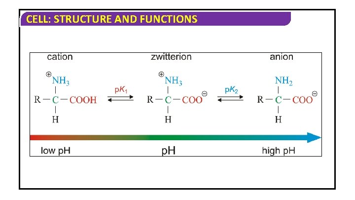 CELL: STRUCTURE AND FUNCTIONS CELL: STRUCTURE AND FUNCTIONS
