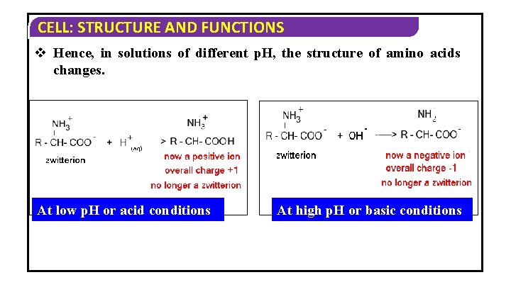 CELL: STRUCTURE AND FUNCTIONS v Hence, in solutions of different p. H, the structure CELL: STRUCTURE AND FUNCTIONS v Hence, in solutions of different p. H, the structure