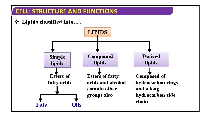 CELL: STRUCTURE AND FUNCTIONS v Lipids classified into…. LIPIDS Fats Simple lipids Compound lipids CELL: STRUCTURE AND FUNCTIONS v Lipids classified into…. LIPIDS Fats Simple lipids Compound lipids