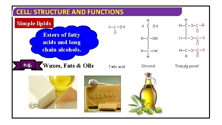 CELL: STRUCTURE AND FUNCTIONS Simple lipids Esters of fatty acids and long chain alcohols. CELL: STRUCTURE AND FUNCTIONS Simple lipids Esters of fatty acids and long chain alcohols.