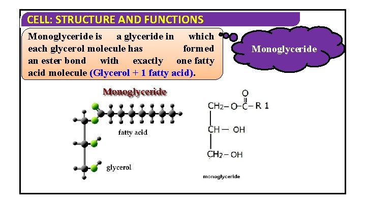 CELL: STRUCTURE AND FUNCTIONS Monoglyceride is a glyceride in which each glycerol molecule has CELL: STRUCTURE AND FUNCTIONS Monoglyceride is a glyceride in which each glycerol molecule has
