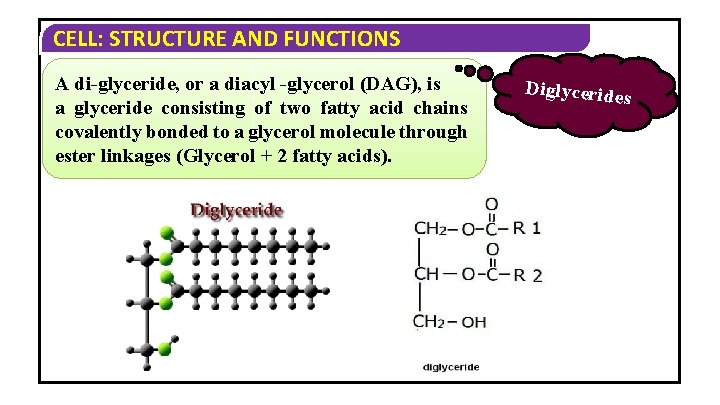 CELL: STRUCTURE AND FUNCTIONS A di-glyceride, or a diacyl -glycerol (DAG), is a glyceride CELL: STRUCTURE AND FUNCTIONS A di-glyceride, or a diacyl -glycerol (DAG), is a glyceride