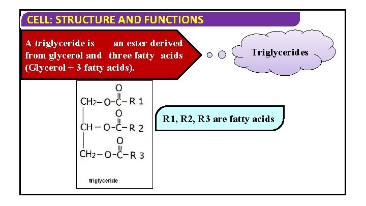 CELL: STRUCTURE AND FUNCTIONS A triglyceride is an ester derived from glycerol and three CELL: STRUCTURE AND FUNCTIONS A triglyceride is an ester derived from glycerol and three