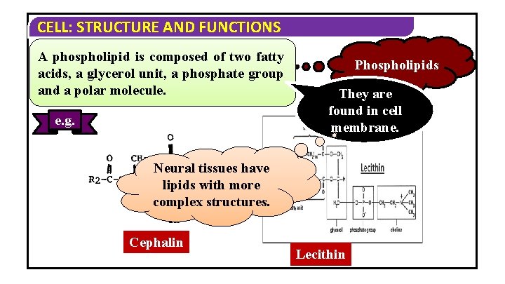 CELL: STRUCTURE AND FUNCTIONS A phospholipid is composed of two fatty acids, a glycerol CELL: STRUCTURE AND FUNCTIONS A phospholipid is composed of two fatty acids, a glycerol