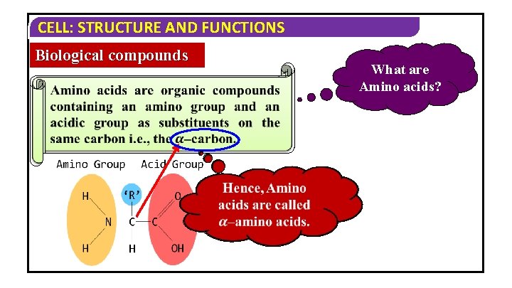 CELL: STRUCTURE AND FUNCTIONS Biological compounds What are Amino acids? CELL: STRUCTURE AND FUNCTIONS Biological compounds What are Amino acids?