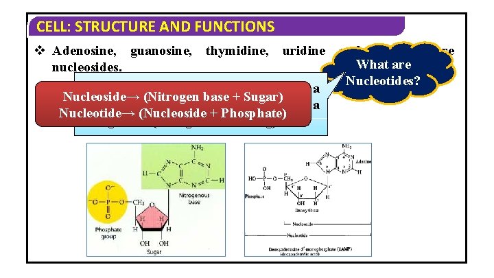 CELL: STRUCTURE AND FUNCTIONS v Adenosine, guanosine, thymidine, uridine and cytidine are What are CELL: STRUCTURE AND FUNCTIONS v Adenosine, guanosine, thymidine, uridine and cytidine are What are