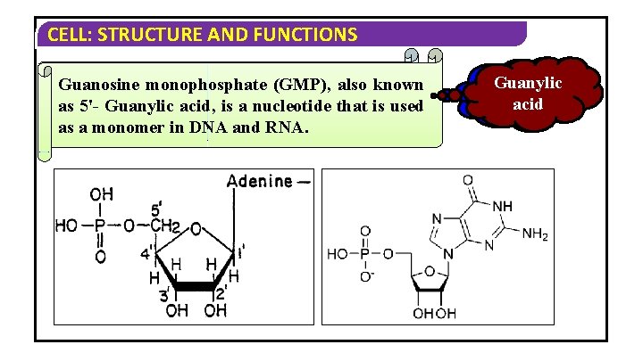 CELL: STRUCTURE AND FUNCTIONS Adenosine monophosphate(GMP), (AMP), Guanosine monophosphate also known as 5'-adenylic is CELL: STRUCTURE AND FUNCTIONS Adenosine monophosphate(GMP), (AMP), Guanosine monophosphate also known as 5'-adenylic is