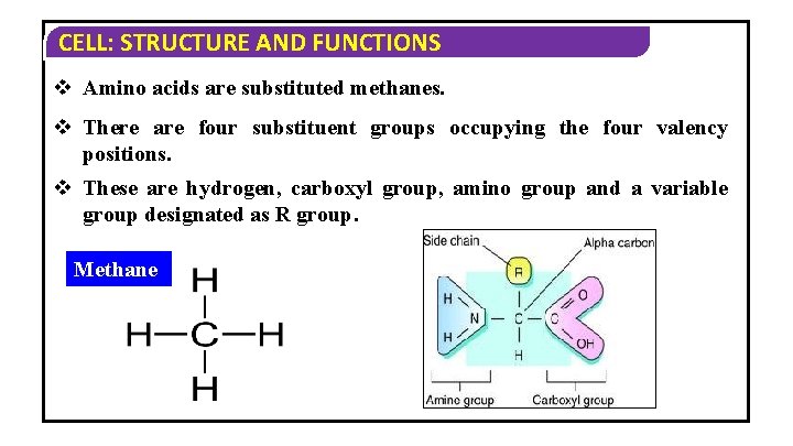 CELL: STRUCTURE AND FUNCTIONS v Amino acids are substituted methanes. v There are four CELL: STRUCTURE AND FUNCTIONS v Amino acids are substituted methanes. v There are four