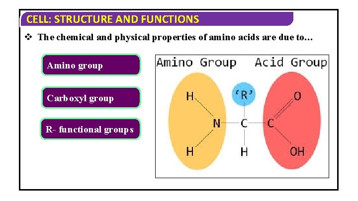 CELL: STRUCTURE AND FUNCTIONS v The chemical and physical properties of amino acids are CELL: STRUCTURE AND FUNCTIONS v The chemical and physical properties of amino acids are