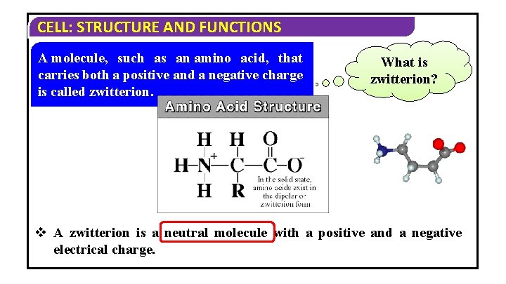 CELL: STRUCTURE AND FUNCTIONS A molecule, such as an amino acid, that carries both CELL: STRUCTURE AND FUNCTIONS A molecule, such as an amino acid, that carries both