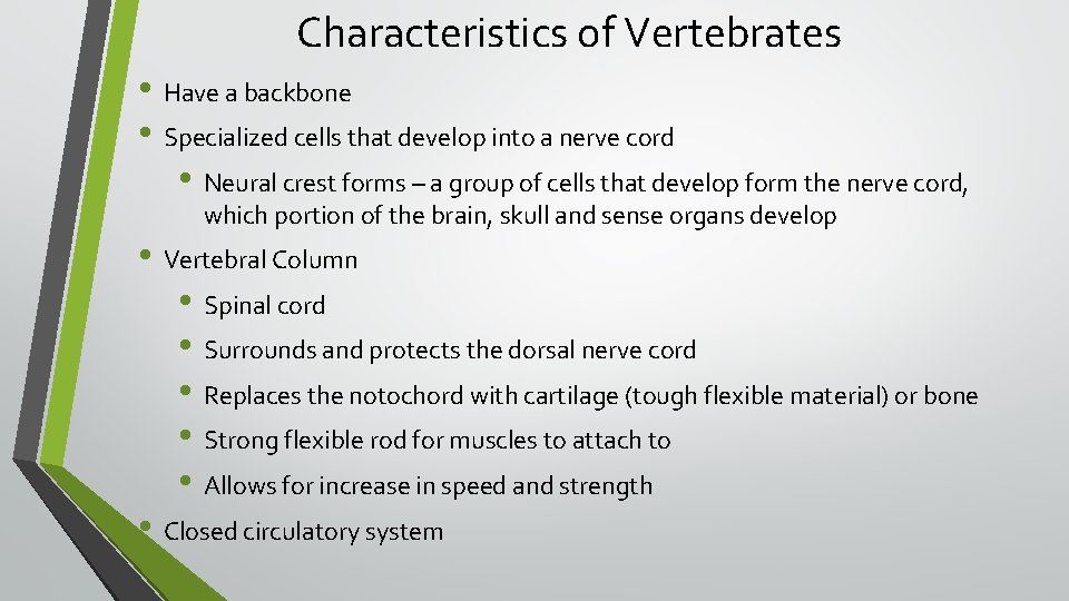 Characteristics of Vertebrates • Have a backbone • Specialized cells that develop into a