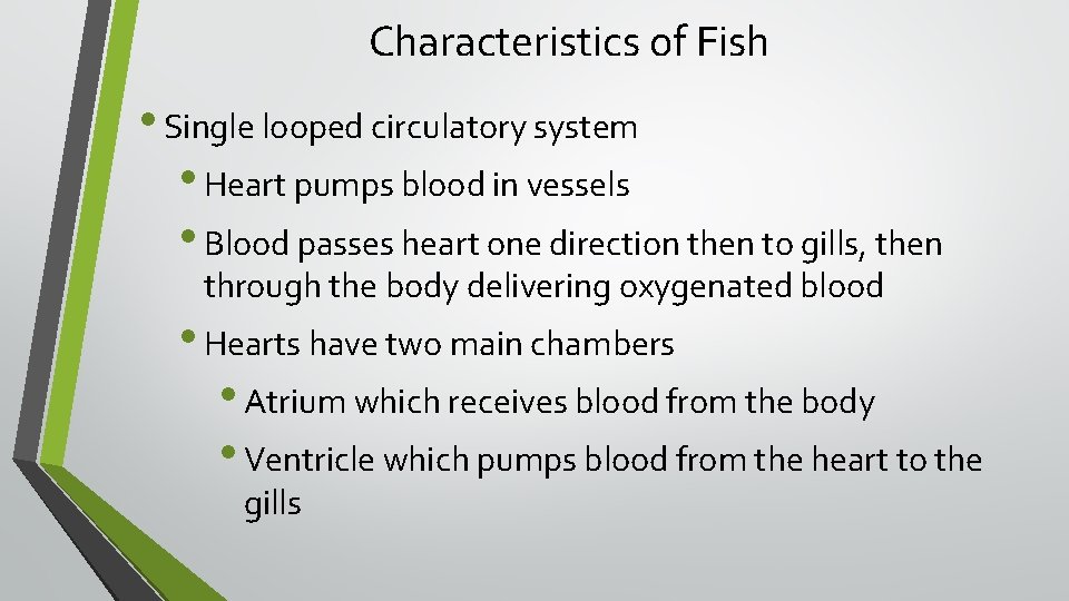 Characteristics of Fish • Single looped circulatory system • Heart pumps blood in vessels