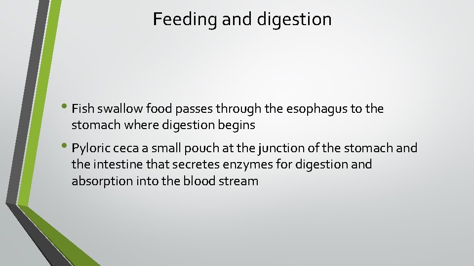 Feeding and digestion • Fish swallow food passes through the esophagus to the stomach
