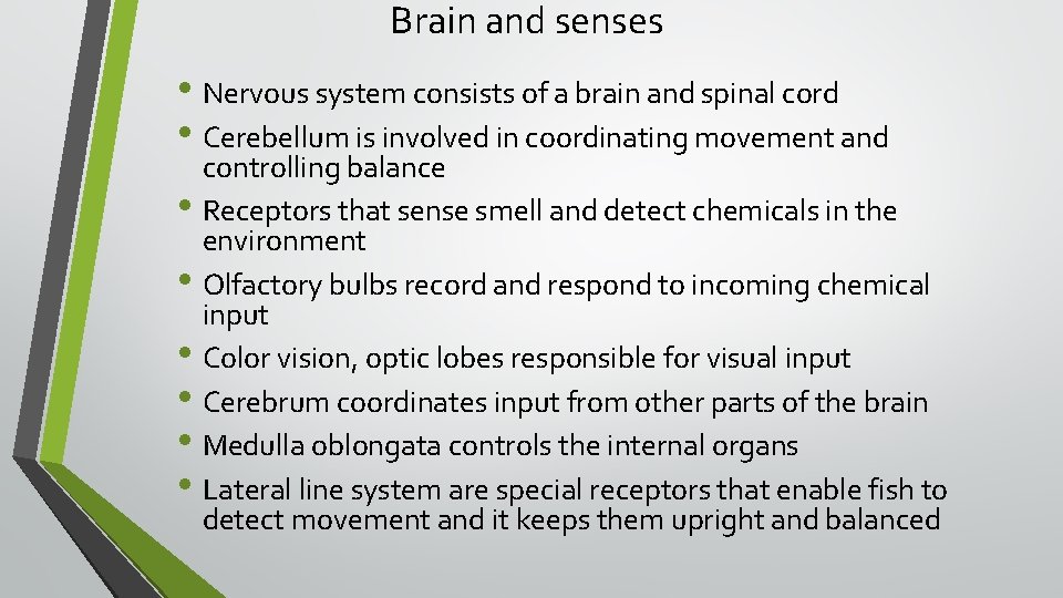 Brain and senses • Nervous system consists of a brain and spinal cord •