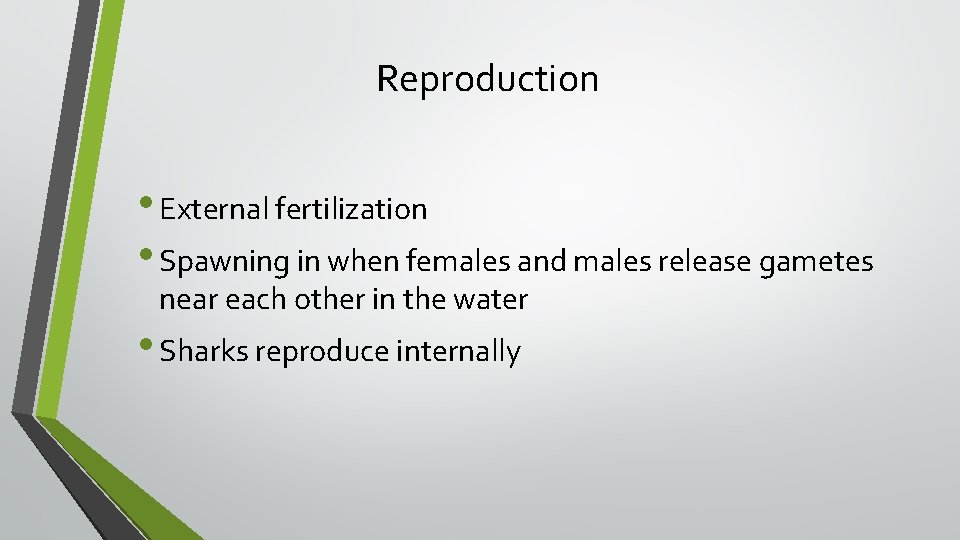 Reproduction • External fertilization • Spawning in when females and males release gametes near