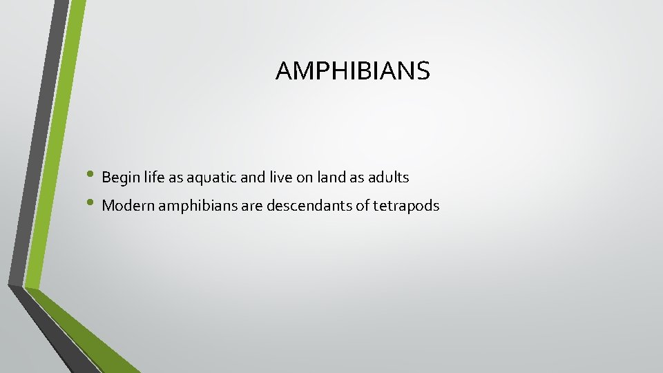 AMPHIBIANS • Begin life as aquatic and live on land as adults • Modern