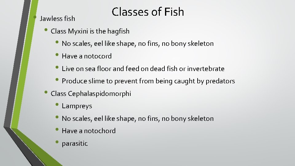 Classes of Fish • Jawless fish • Class Myxini is the hagfish • No