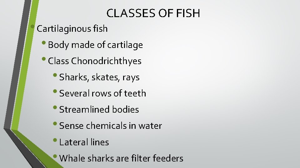 CLASSES OF FISH • Cartilaginous fish • Body made of cartilage • Class Chonodrichthyes