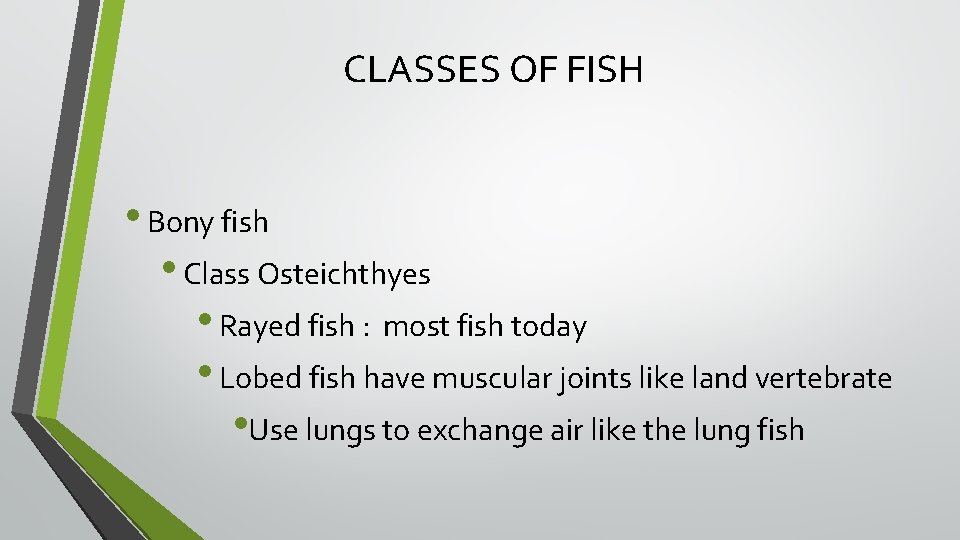 CLASSES OF FISH • Bony fish • Class Osteichthyes • Rayed fish : most