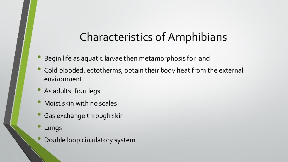 Characteristics of Amphibians • Begin life as aquatic larvae then metamorphosis for land •