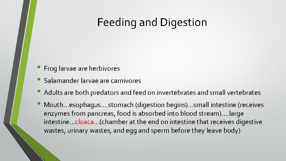 Feeding and Digestion • Frog larvae are herbivores • Salamander larvae are carnivores •