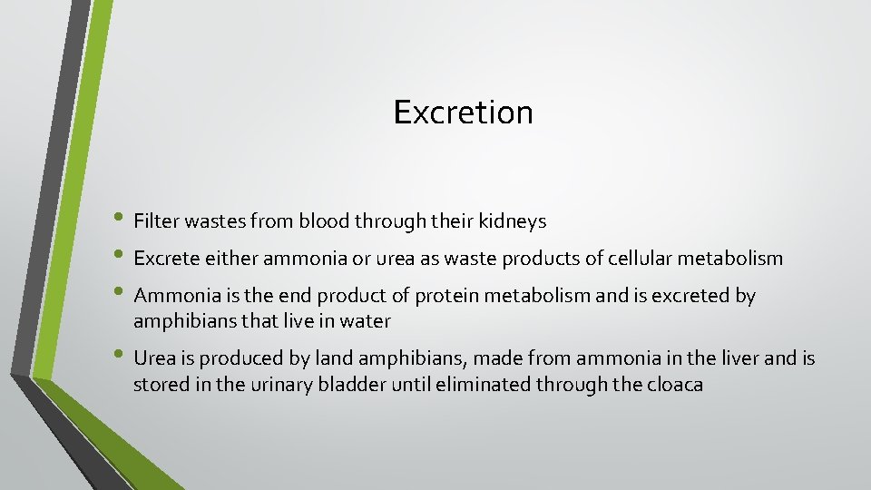 Excretion • Filter wastes from blood through their kidneys • Excrete either ammonia or