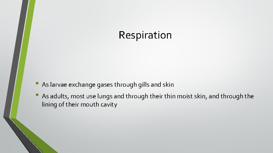 Respiration • As larvae exchange gases through gills and skin • As adults, most