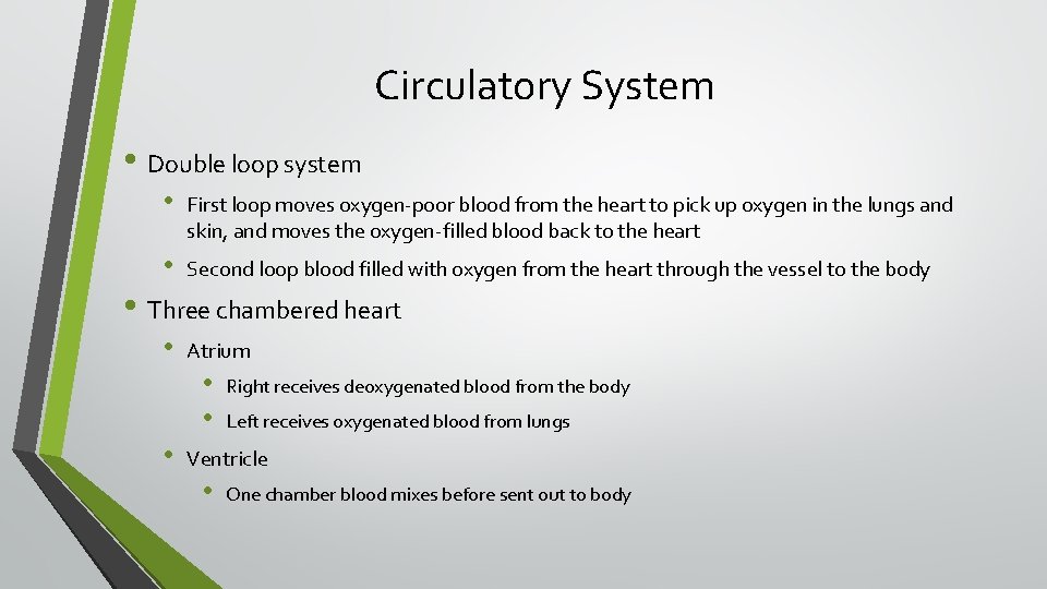 Circulatory System • Double loop system • First loop moves oxygen-poor blood from the