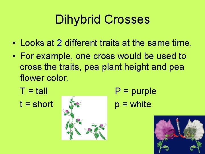 Dihybrid Crosses • Looks at 2 different traits at the same time. • For