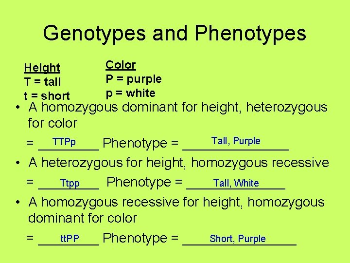 Genotypes and Phenotypes Height T = tall t = short Color P = purple