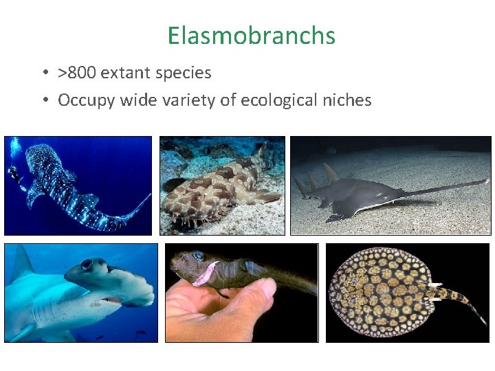 Elasmobranchs • >800 extant species • Occupy wide variety of ecological niches 