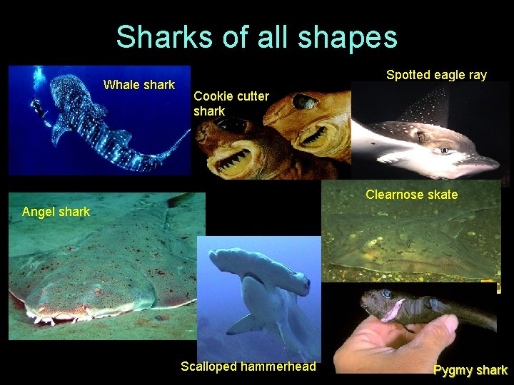 Sharks of all shapes Whale shark Spotted eagle ray Cookie cutter shark Clearnose skate